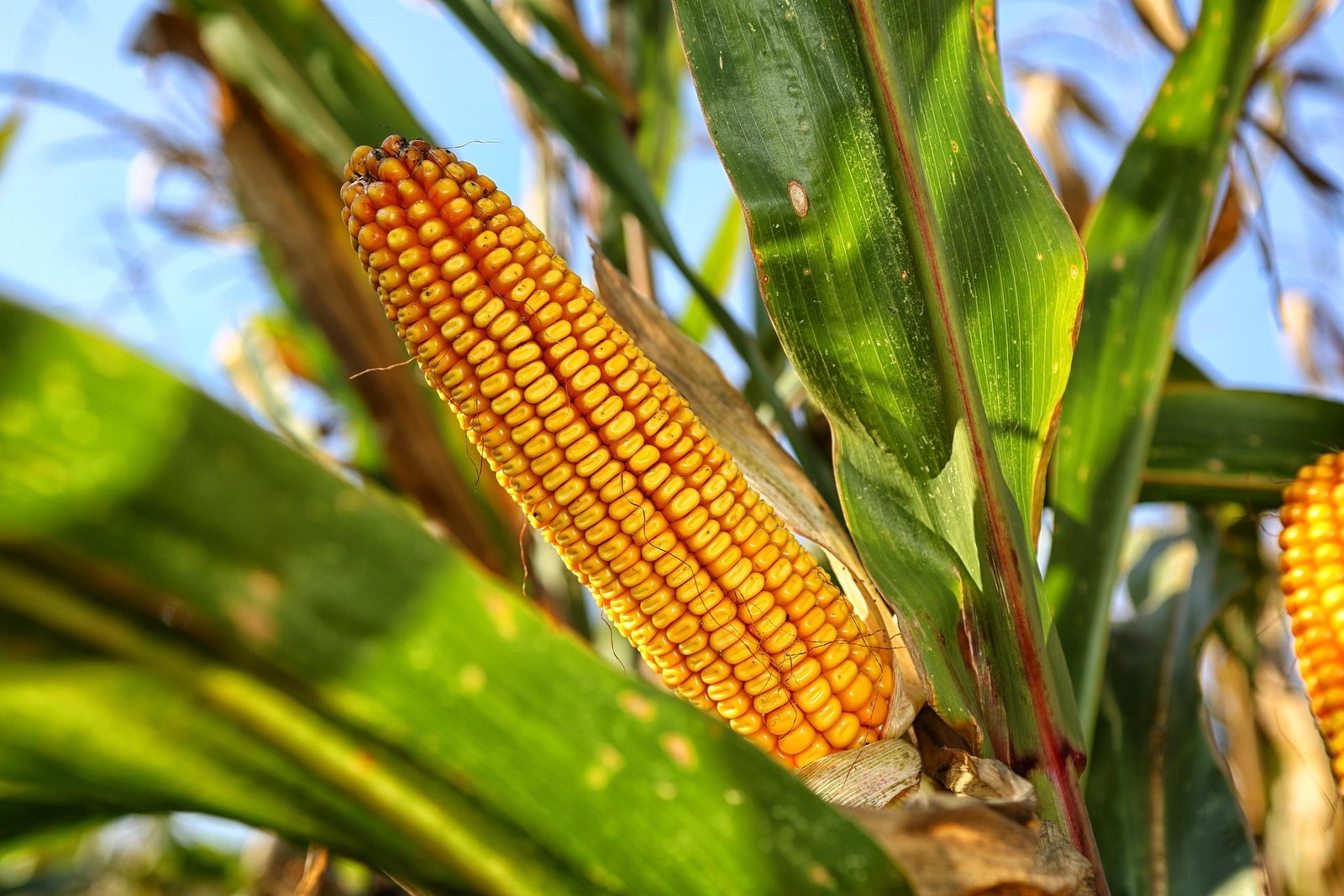How to Sell Crops Online Using Agri-Tech Marketplaces and Blockchain Payments (2026 Guide)